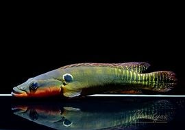 大型魚 | AQUA-F東京店通販ショップ
