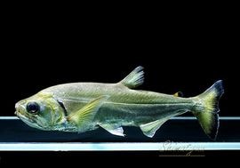 大型魚 Long-tailed barracuda from Sagami Bay! ! Filleted! Posted 2/10