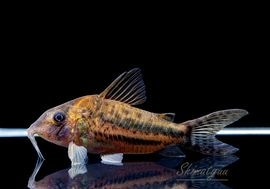 ����ʪ��C��֥�åȥ���WILD��No.04