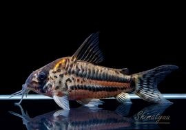 ����ʪ��C��ѥ����ͥꥢ����WILD��No.21