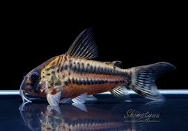 ����ʪ��C��ѥ����ͥꥢ����WILD��No.22