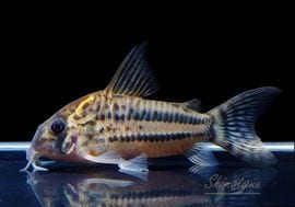 ����ʪ��C��ѥ����ͥꥢ����WILD��No.24