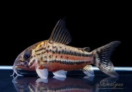 ����ʪ��C��ѥ����ͥꥢ����WILD��No.26