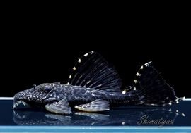 ����ʪ���ᥬ�ɥ饴��14.0cm��No.01