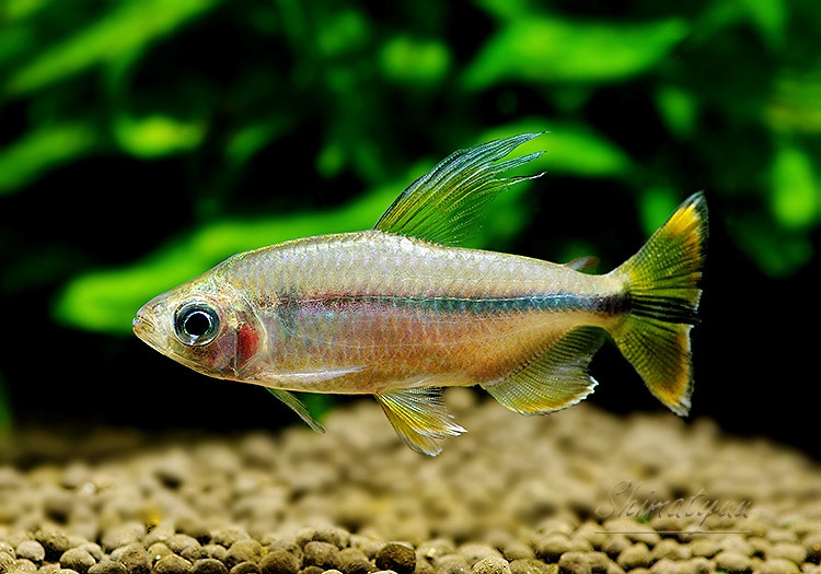 熱帯魚】 レッドテールサファイア コンゴテトラ WILD 3Pr | 熱帯魚