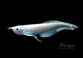 大型魚,古代魚 | AQUA-F東京店通販ショップ