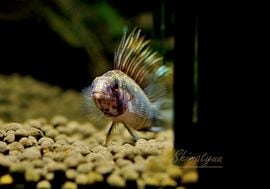 ����.cf.�ᥬ�ץƥ顡��ͭ���ףɣ̣ġ�1�У�