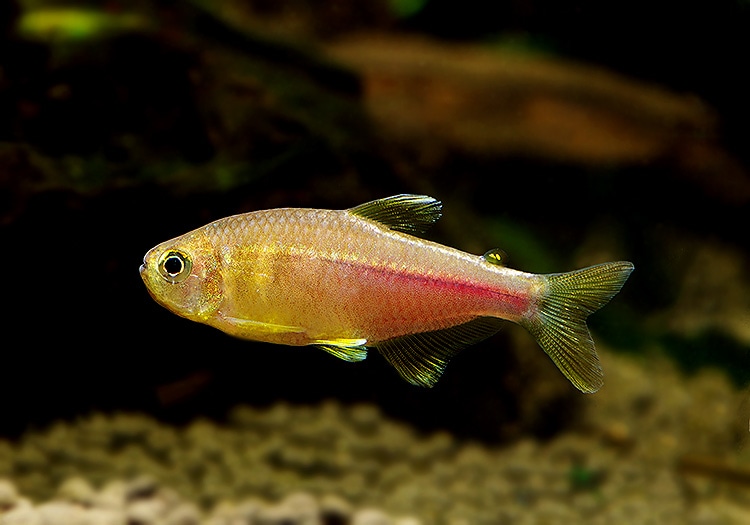 バイラス、アブゾ、バジュラ 熱帯魚】 ハイフェソブリコン イタパリセンシス WILD “バイーア州” 3匹