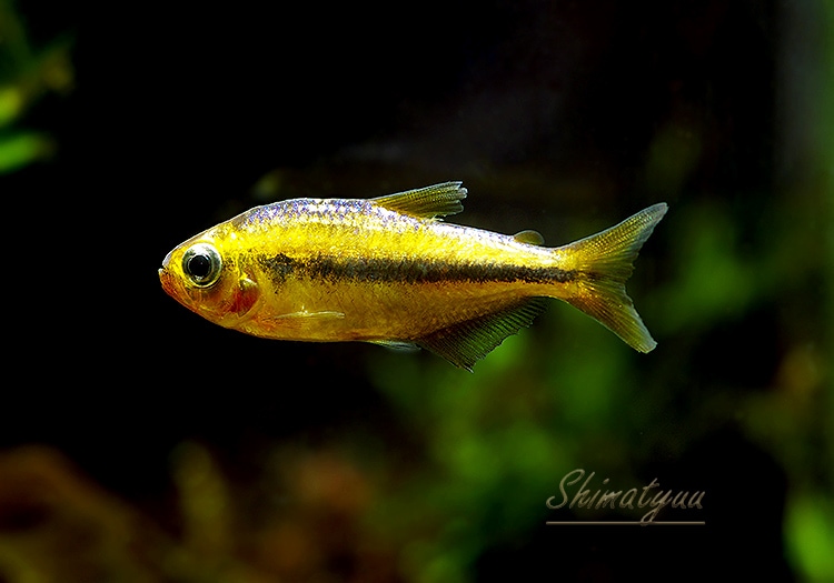 熱帯魚】 ヘミグラムス cf. ロドウェイ “セアラ” WILD 3匹 | 熱帯魚