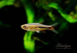 ❣️熱帯魚は、お買い得！最終価格！ 熱帯魚 | AQUA-F東京店通販ショップ