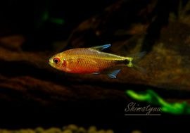 ��Ǯ�ӵ��ۡ��ե�������å������饹�ܥ顡�ȥ֥饽�Υ�ơɡ�WILD�����֤����Ρɡ�1ɤ