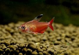 ��Ǯ�ӵ��ۡ��ϥ��ե����֥ꥳ��.sp.����������WILD���� Rivers Caqueta�ɡ�1ɤ