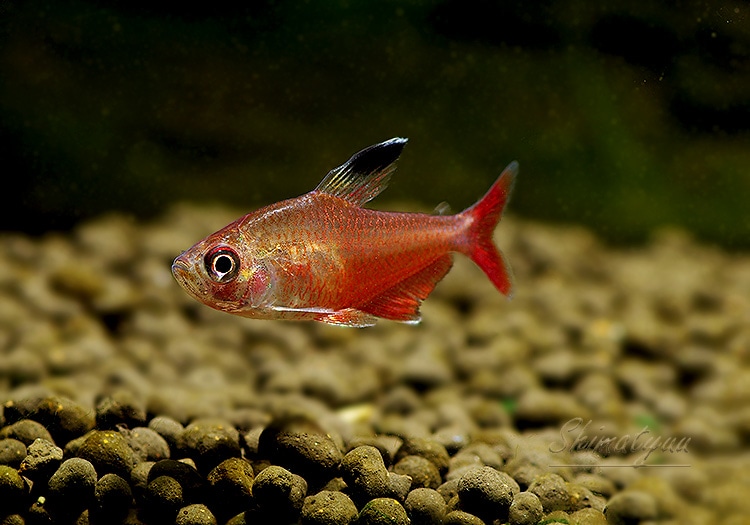 熱帯魚】 ハイフェソブリコン.sp.カクエタ WILD “ Rivers Caqueta” 1匹