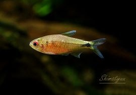 ���ޡ���������!!���ե�������å������饹�ܥ顡�ȥ֥饽�Υ�ơɡ�WILD��1Pr