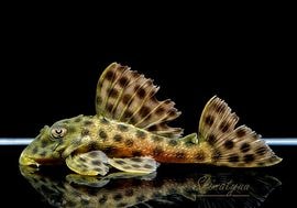 ���ޡ���������!!���إߥ��󥷥��ȥ륹 ��ǥ����󥹡�WILD���ȥ���ʥ�ɡ�No.01