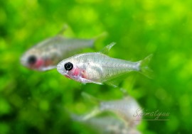 ���ޡ���������!!��Ǯ�ӵ��ۡ��������ȥ���ƥȥ顡WILD��1ɤ
