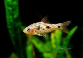 �����Τ��㤤���ʡ�����Ǯ�ӵ��ۡ����꡼���ݥåȥХ�֡��ȥ��˥��ɡ�WILD��1ɤ