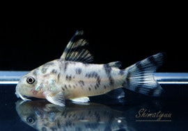 Co���֥꡼�ʡ���Serra do Cachimbo�ɡ�WILD ��3.0��3.5cm�ޡ�1ɤ��