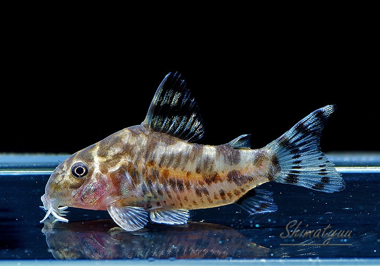 一点物 Coゼブリーナ “Serra do Cachimbo” WILD ♀ No.03 | コリドラス