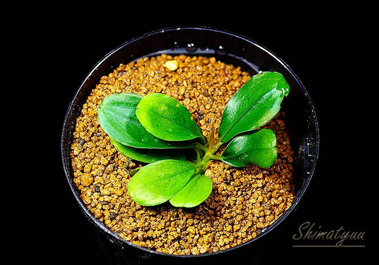 一点物 Bucephalandra sp. Red Lens Metallic 2020.7 No.29 | 水草