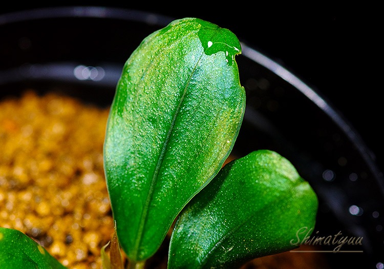 ����ʪ��Bucephalandra sp. Red Lens Metallic  2020.7��No.29