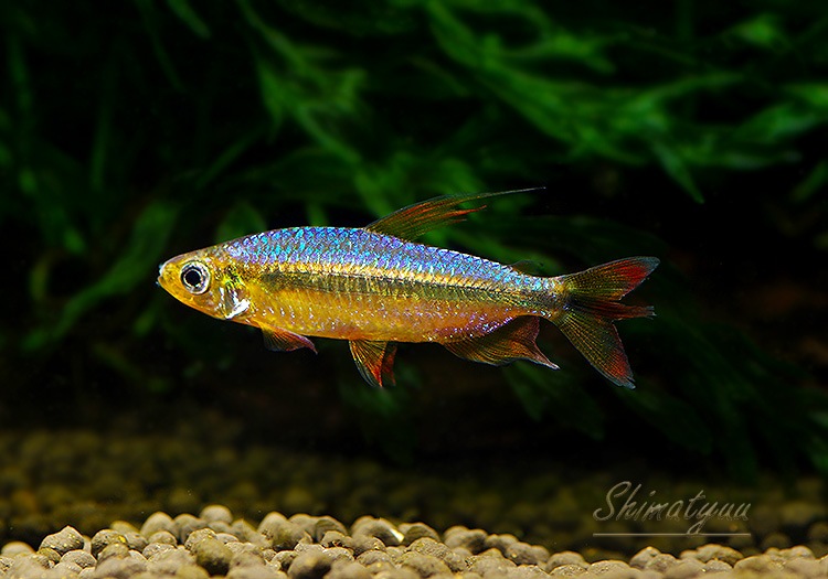 ��Ǯ�ӵ��ۡ���åɥ����꡼���󥴥ƥȥ顡WILD��ͺ��ɤ