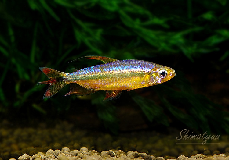 ��Ǯ�ӵ��ۡ���åɥ����꡼���󥴥ƥȥ顡WILD��ͺ��ɤ