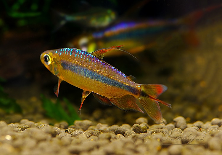 ��Ǯ�ӵ��ۡ���åɥ����꡼���󥴥ƥȥ顡WILD��ͺ��ɤ