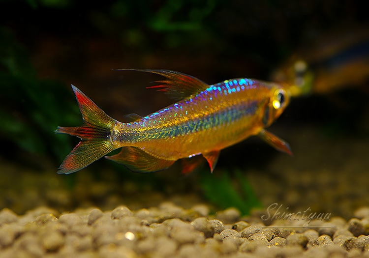 ��Ǯ�ӵ��ۡ���åɥ����꡼���󥴥ƥȥ顡WILD��ͺ��ɤ