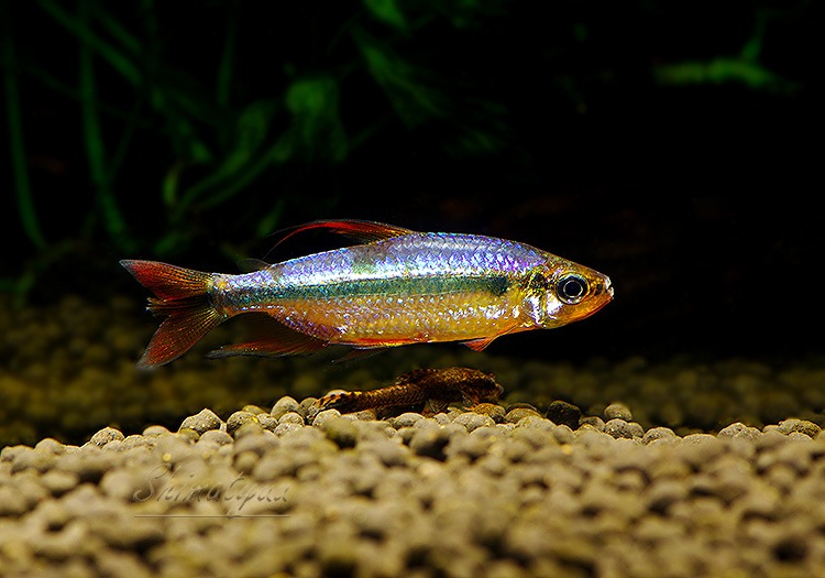 ��Ǯ�ӵ��ۡ���åɥ����꡼���󥴥ƥȥ顡WILD��ͺ��ɤ