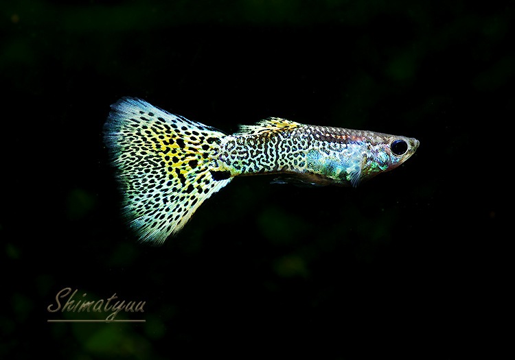 国産グッピー キングコブラ 1ｐｒ 国産グッピー コブラ系 Aqua F東京店通販ショップ