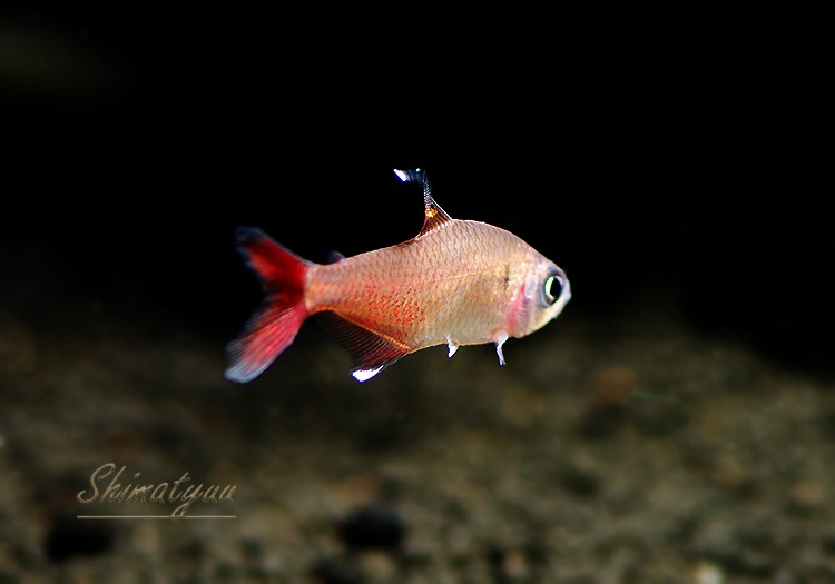 Ǯӵۡϥե֥ꥳ󡡥ߥץƥ륹WILD3ɤ