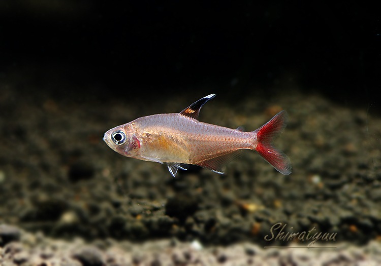 Ǯӵۡϥե֥ꥳ󡡥ߥץƥ륹WILD3ɤ