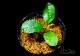 ����ʪ��Bucephalandra sp. Blue Melon  2020.10��No.30