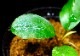 ����ʪ��Bucephalandra sp. Blue Melon  2020.10��No.30