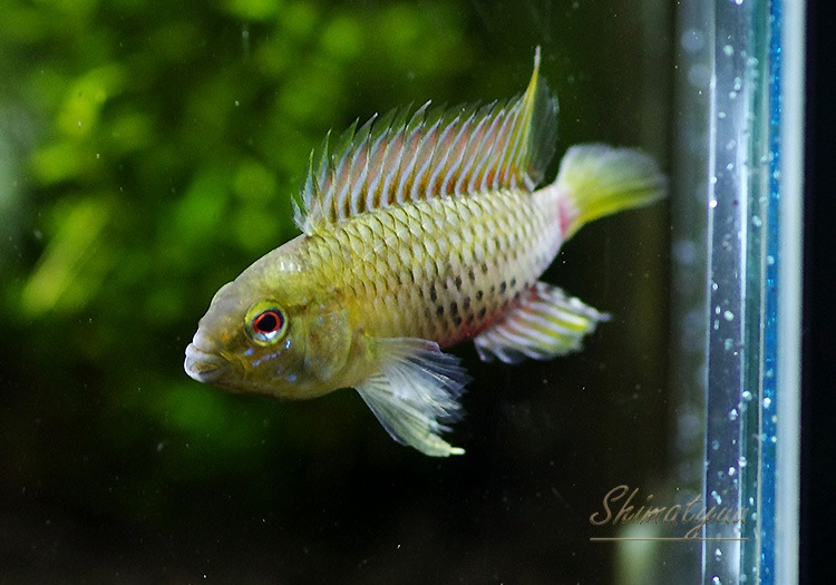 ピンクモモ*° Amazon | 【AMUSE 公式】 ジェルフィットティント アミューズ