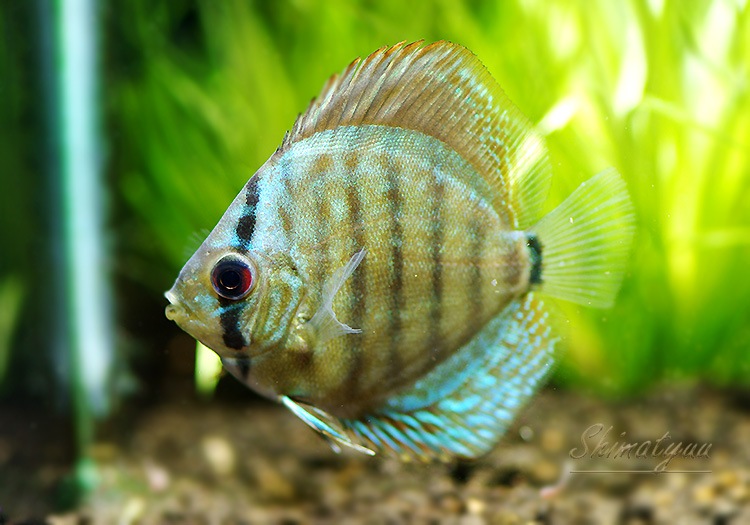 熱帯魚 ディスカス 生体 6cm 3匹セット ブルー 水槽番号 076 ブリリアント 612 06 03番