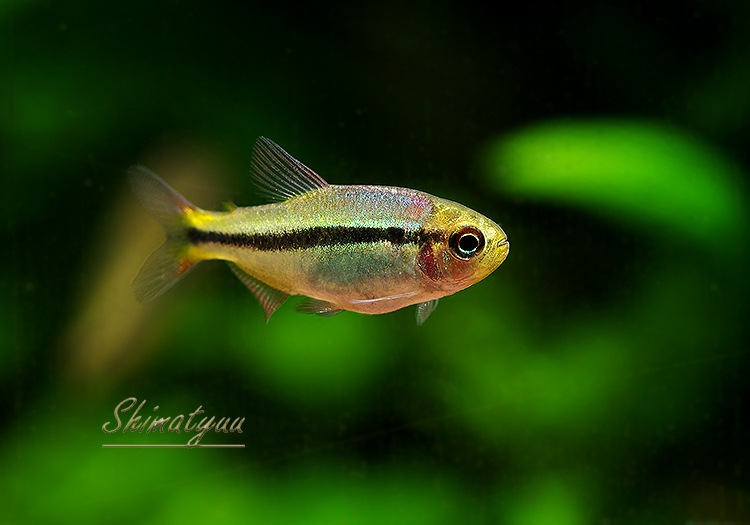 熱帯魚 南米淡水ヒラメ １匹 北海道航空便要保温 沖縄別途送料