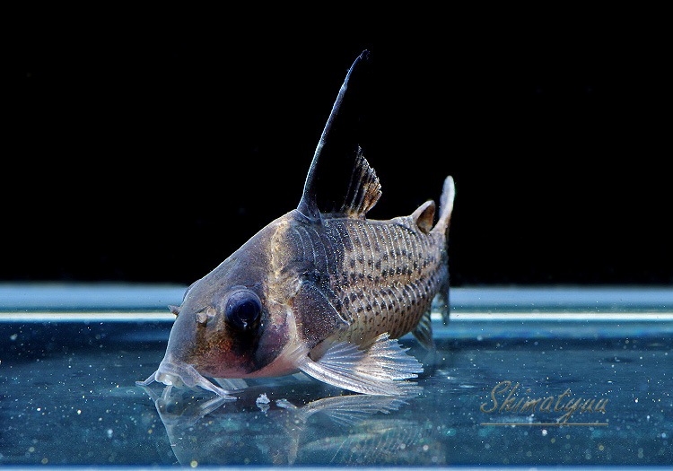 C��֥�ӥ����ȥꥹ��3ɤ