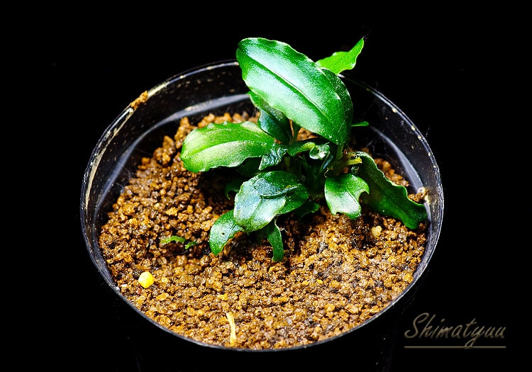 ����ʪ��Bucephalandra sp. Dreadnought  2020.10��No.31