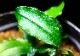 ����ʪ��Bucephalandra sp. Dreadnought  2020.10��No.31