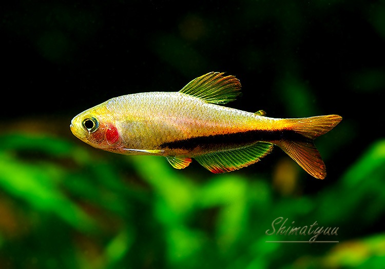 ��Ǯ�ӵ��ۡ�����ѥ����ƥ���.sp.����󥸥ǥӥ롡��T2�ɡ�WILD��3ɤ