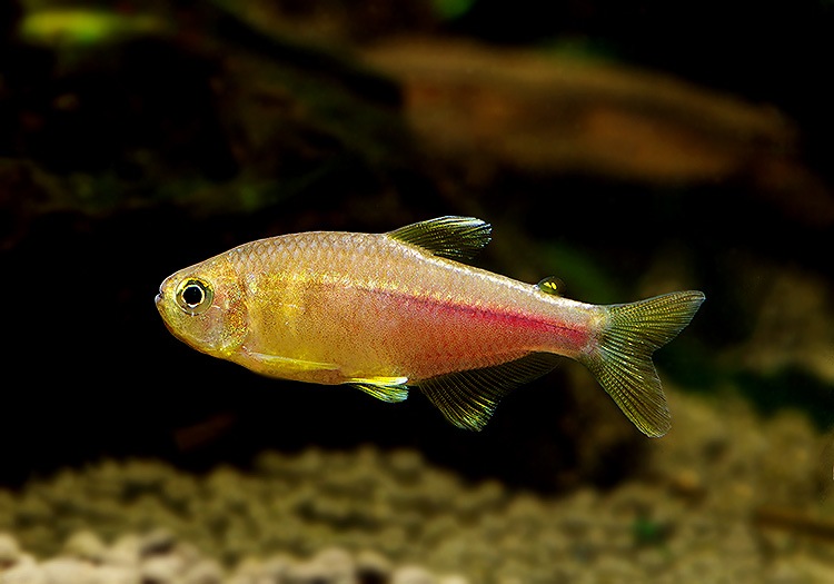 熱帯魚】 ハイフェソブリコン イタパリセンシス WILD “バイーア州” 1