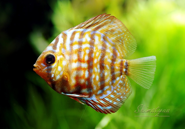 熱帯魚ディスカス5