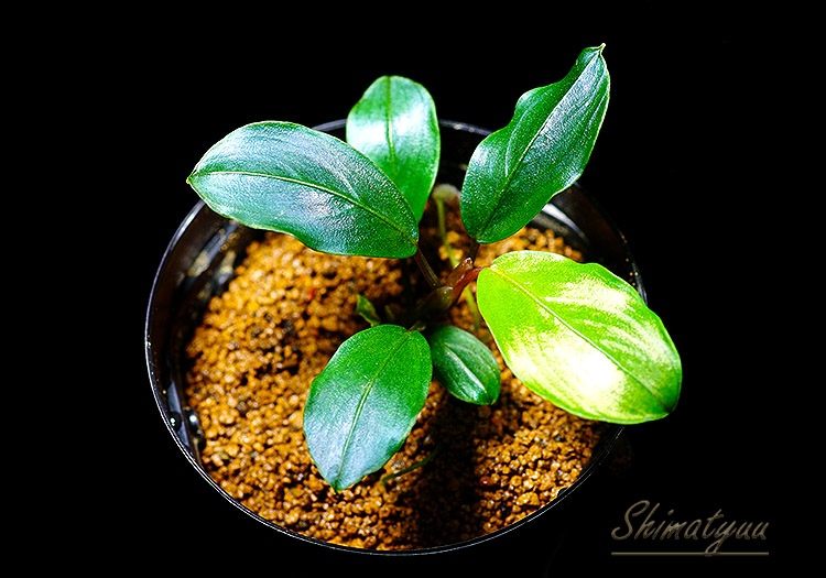 一点物 Bucephalandra sp. Blue Melon 2020.10 No.32 | 水草・観葉植物