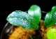 ����ʪ��Bucephalandra sp. Blue Melon  2020.10��No.32