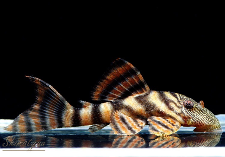 ����󥫡���ӥ�󥹥��������ץ쥳���ȥ���󥫡��ɡ�3ɤ