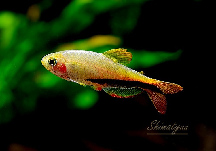 ��Ǯ�ӵ��ۡ�����ѥ����ƥ���.sp.����󥸥ǥӥ롡��T2�ɡ�WILD��1ɤ