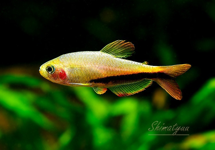 ��Ǯ�ӵ��ۡ�����ѥ����ƥ���.sp.����󥸥ǥӥ롡��T2�ɡ�WILD��1ɤ