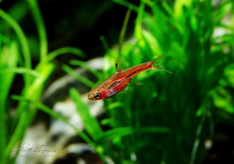 熱帯魚 ボララス ブリジッタエ 10匹 熱帯魚 ラスボラ コイ ローチ Aqua F東京店通販ショップ